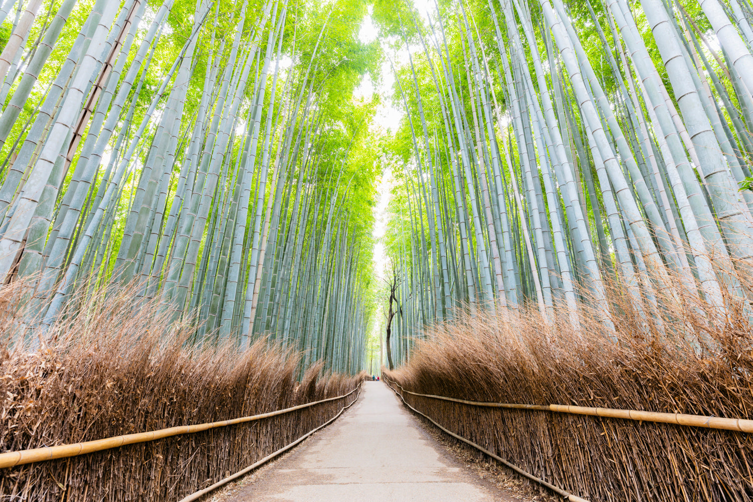 旅行写真撮影の設定: 実践ガイド