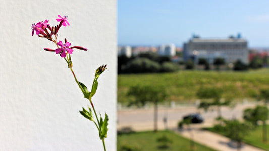 Photo Of The Day: 7 sure signs spring is here
