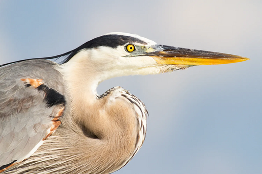 Bird Photography Settings: The Ultimate Guide