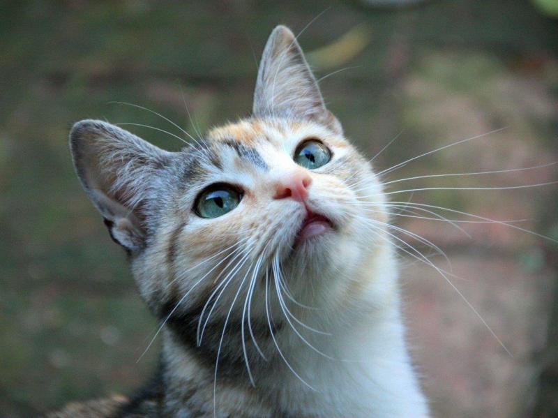 How To Create Catch All Email In Office 365 How To Create Catch All Email In Office 365