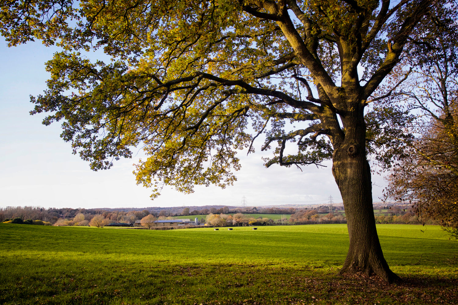 8 Tips for Gorgeous Tree Photography